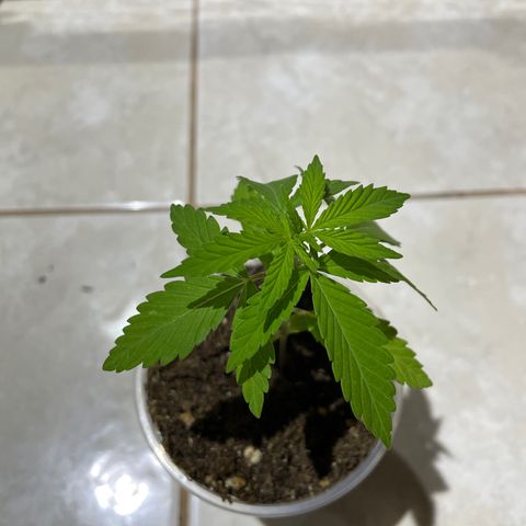 Lebron Haze #3 growlog timeline photo