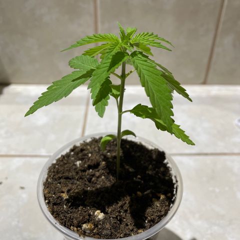 Lebron Haze #3 growlog timeline photo
