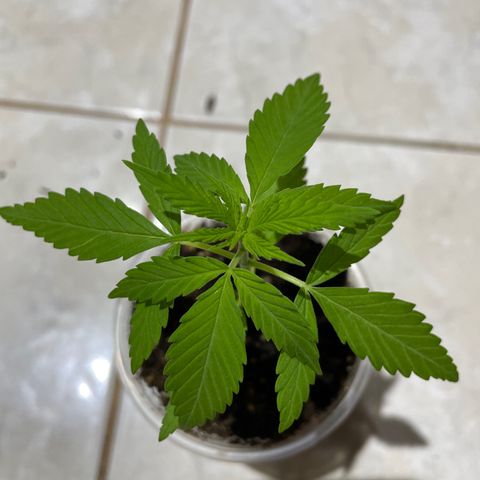 Lebron Haze #4 growlog timeline photo