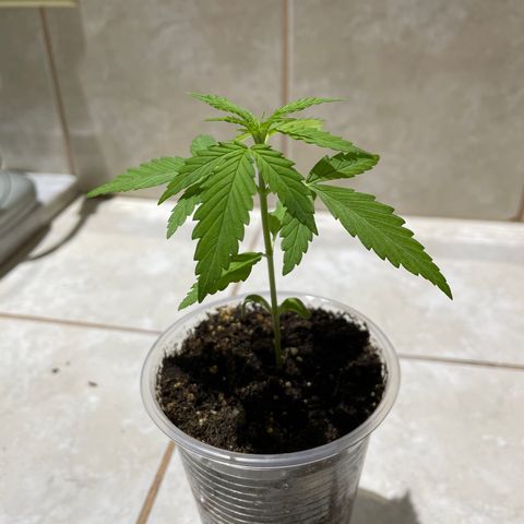 Lebron Haze #4 growlog timeline photo