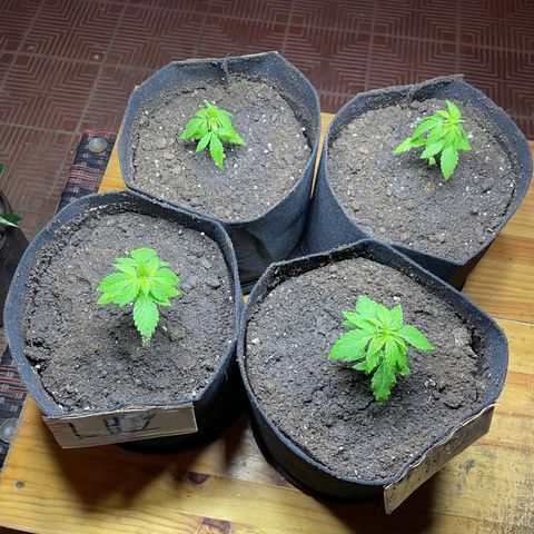 Lebron Haze #1 growlog timeline photo