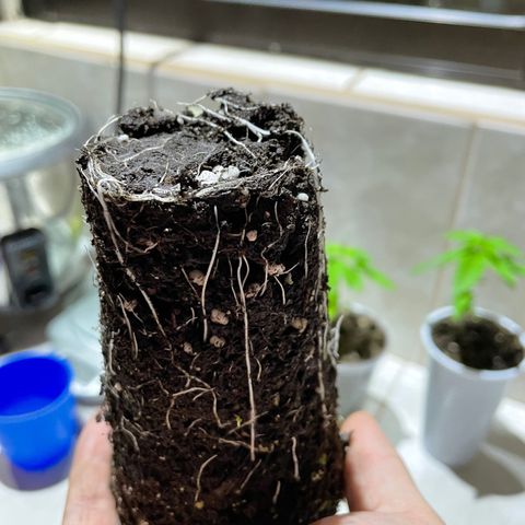 Lebron Haze #1 growlog timeline photo
