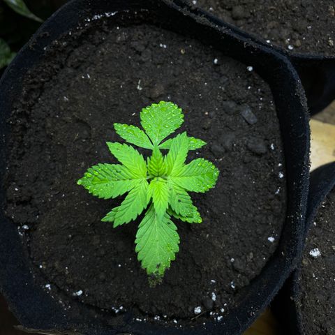 Lebron Haze #1 growlog timeline photo