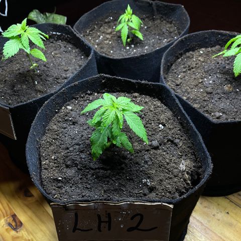 Lebron Haze #2 growlog timeline photo