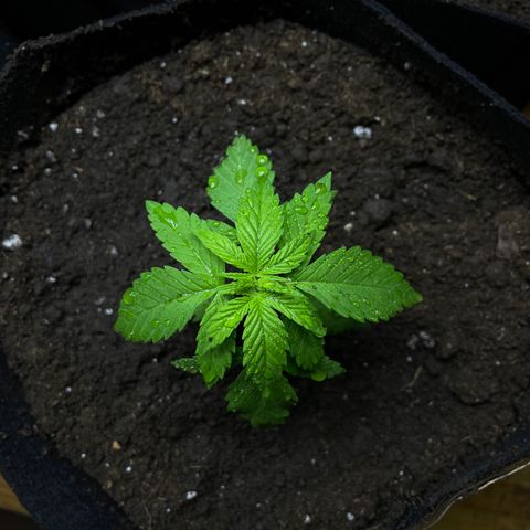 Lebron Haze #2 growlog timeline photo