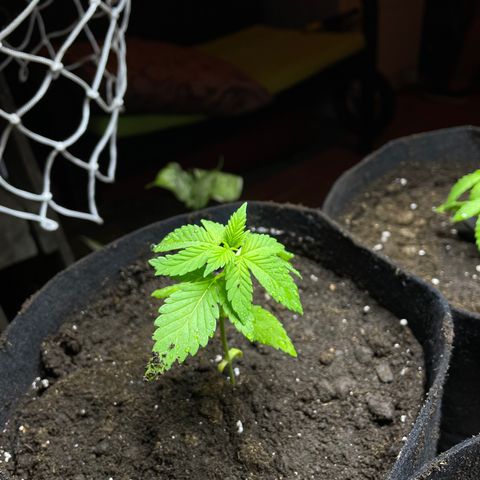 Lebron Haze #1 growlog timeline photo