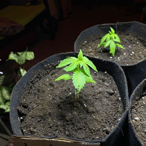 Lebron Haze #1 growlog timeline photo