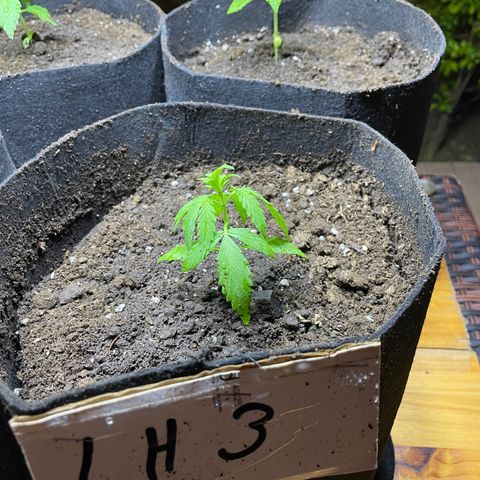 Lebron Haze #3 growlog timeline photo