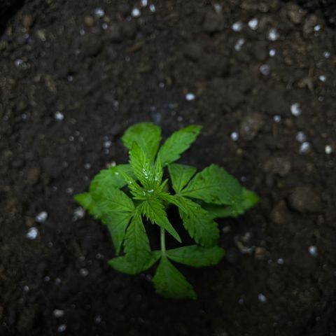 Lebron Haze #3 growlog timeline photo
