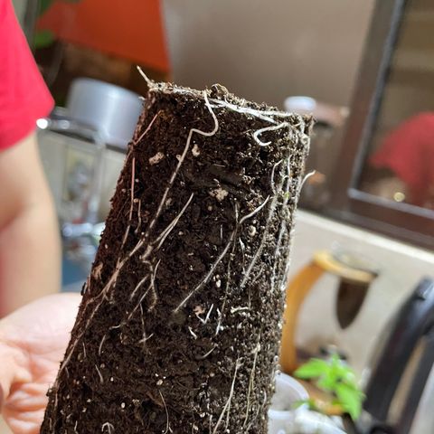 Lebron Haze #3 growlog timeline photo
