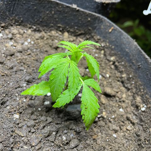 Lebron Haze #3 growlog timeline photo