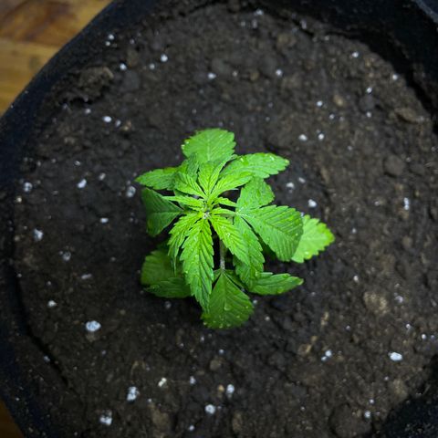 Lebron Haze #4 growlog timeline photo