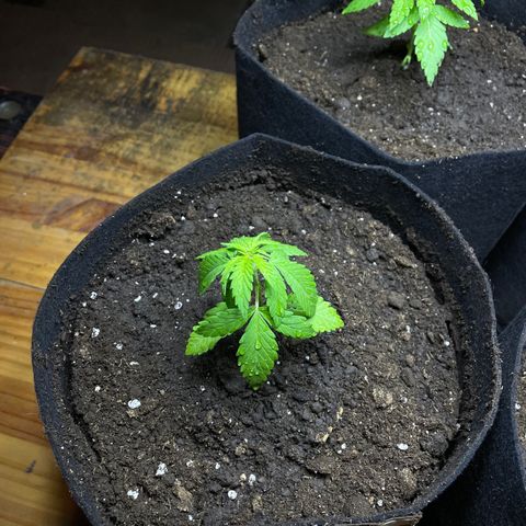 Lebron Haze #4 growlog timeline photo