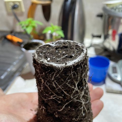 Lebron Haze #4 growlog timeline photo