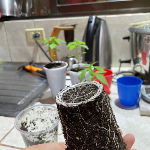 Lebron Haze #4 growlog timeline photo
