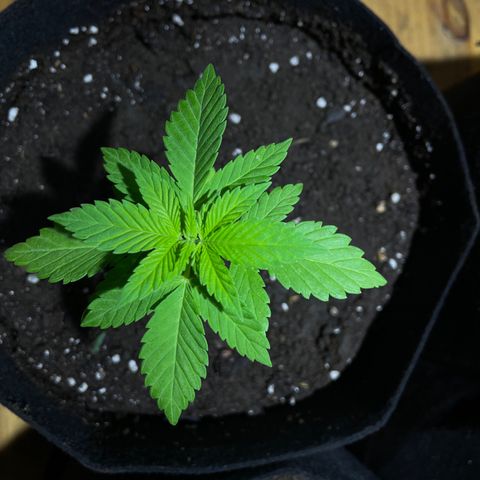 Lebron Haze #1 growlog timeline photo