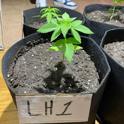 Lebron Haze #1 growlog timeline photo