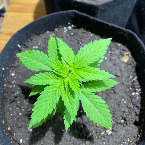 Lebron Haze #2 growlog timeline photo