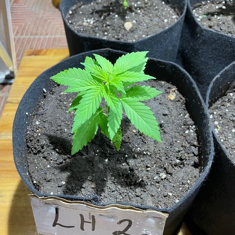 Lebron Haze #2 growlog timeline photo