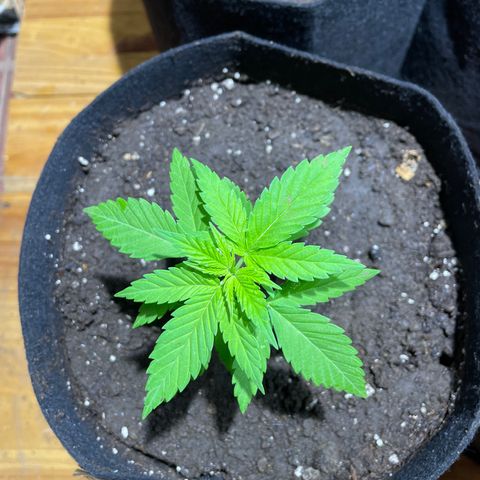 Lebron Haze #2 growlog timeline photo