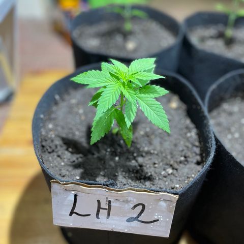 Lebron Haze #2 growlog timeline photo