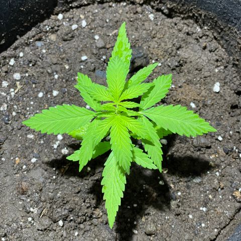 Lebron Haze #3 growlog timeline photo