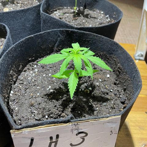 Lebron Haze #3 growlog timeline photo