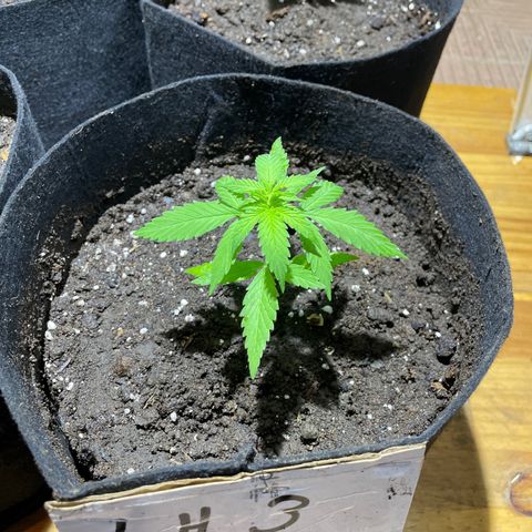 Lebron Haze #3 growlog timeline photo