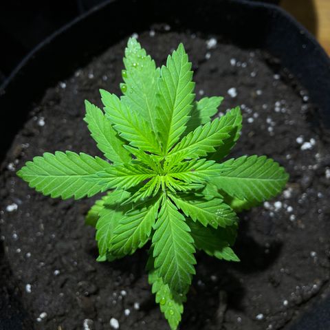 Lebron Haze #4 growlog timeline photo