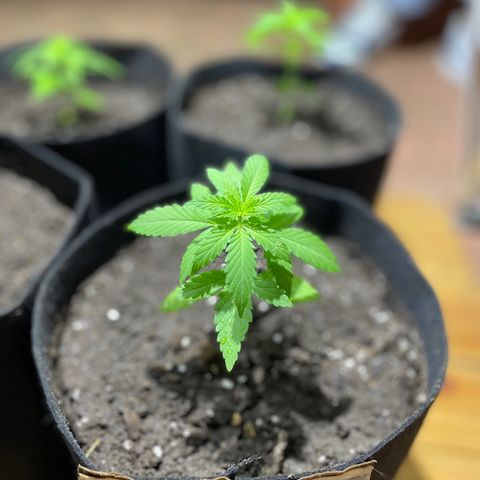 Lebron Haze #4 growlog timeline photo
