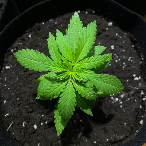 Lebron Haze #4 growlog timeline photo