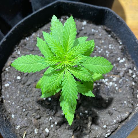 Lebron Haze #4 growlog timeline photo