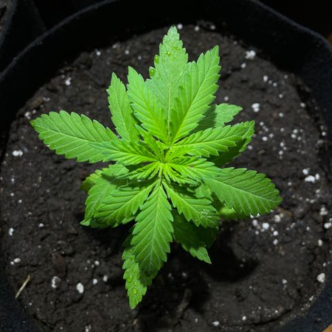 Lebron Haze #4 growlog timeline photo