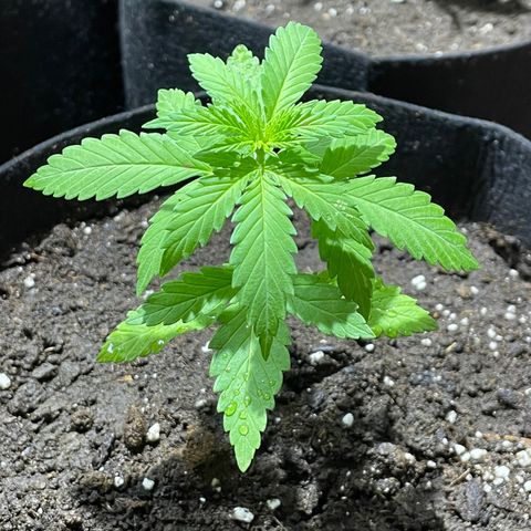 Lebron Haze #3 growlog timeline photo