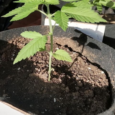 Lebron Haze #1 growlog timeline photo