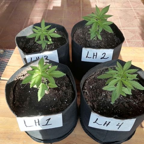 Lebron Haze #1 growlog timeline photo