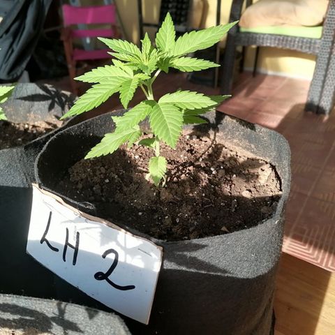 Lebron Haze #2 growlog timeline photo