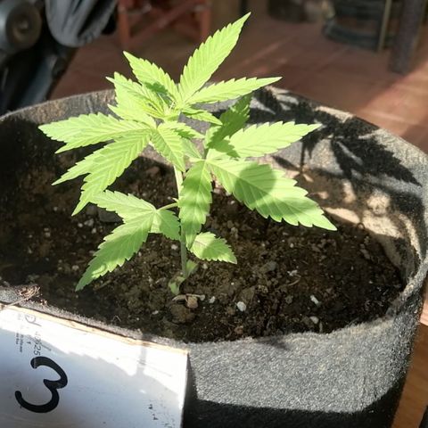 Lebron Haze #3 growlog timeline photo