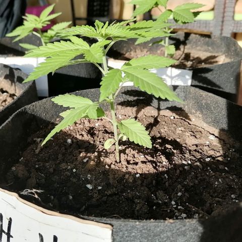 Lebron Haze #4 growlog timeline photo