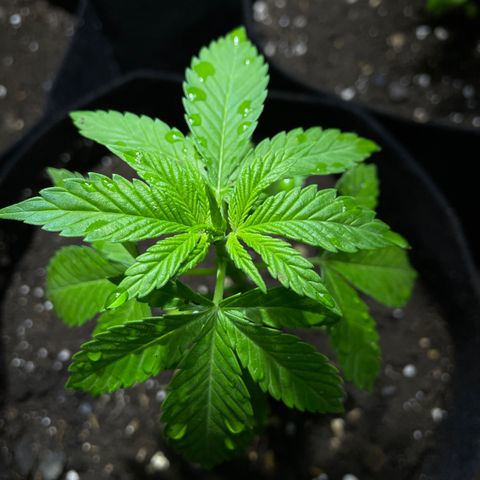 Lebron Haze #1 growlog timeline photo