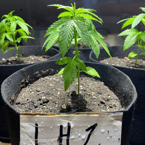 Lebron Haze #1 growlog timeline photo