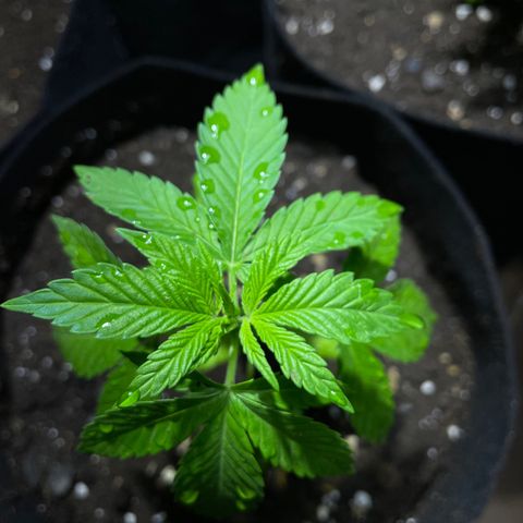 Lebron Haze #1 growlog timeline photo