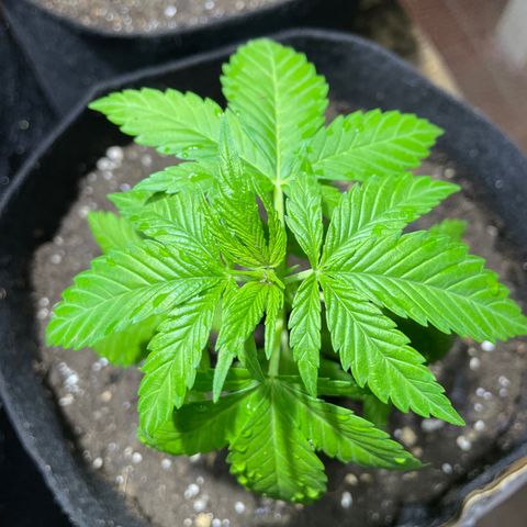 Lebron Haze #2 growlog timeline photo