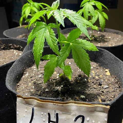 Lebron Haze #2 growlog timeline photo