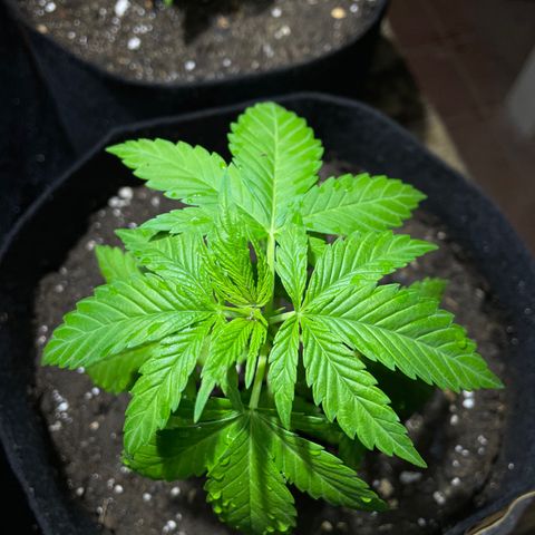 Lebron Haze #2 growlog timeline photo