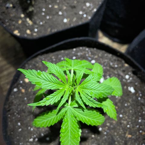 Lebron Haze #3 growlog timeline photo