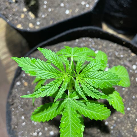 Lebron Haze #3 growlog timeline photo
