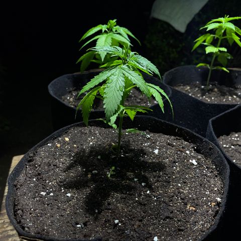 Lebron Haze #3 growlog timeline photo