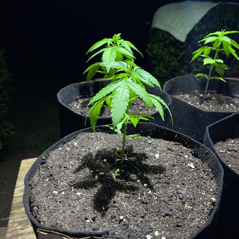 Lebron Haze #3 growlog timeline photo