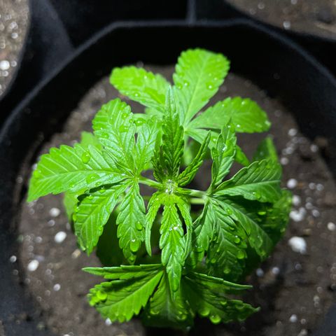 Lebron Haze #4 growlog timeline photo